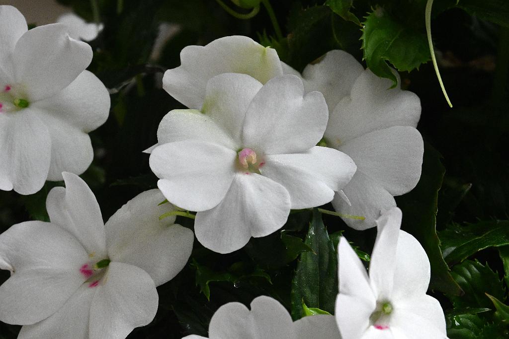 2025-06098861 Pointe Rok Neighborhood, MA.JPG - Impatiens. Pointe Rok Neighborhood, MA, 6-9-2025